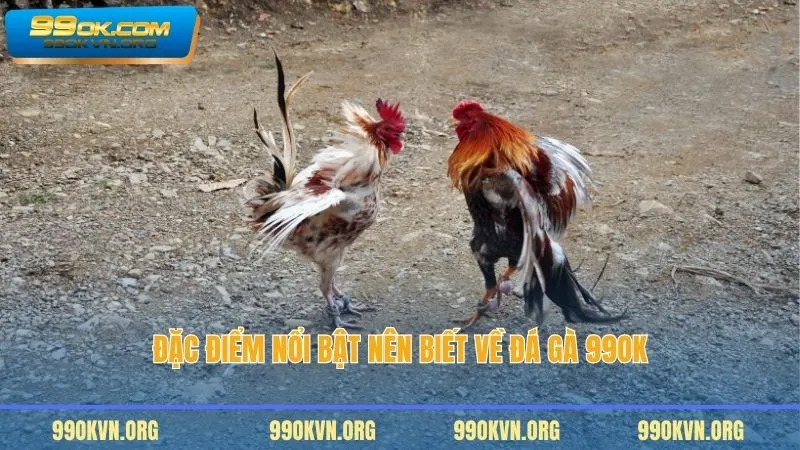 Đặc điểm nổi bật nên biết về đá gà 99OK