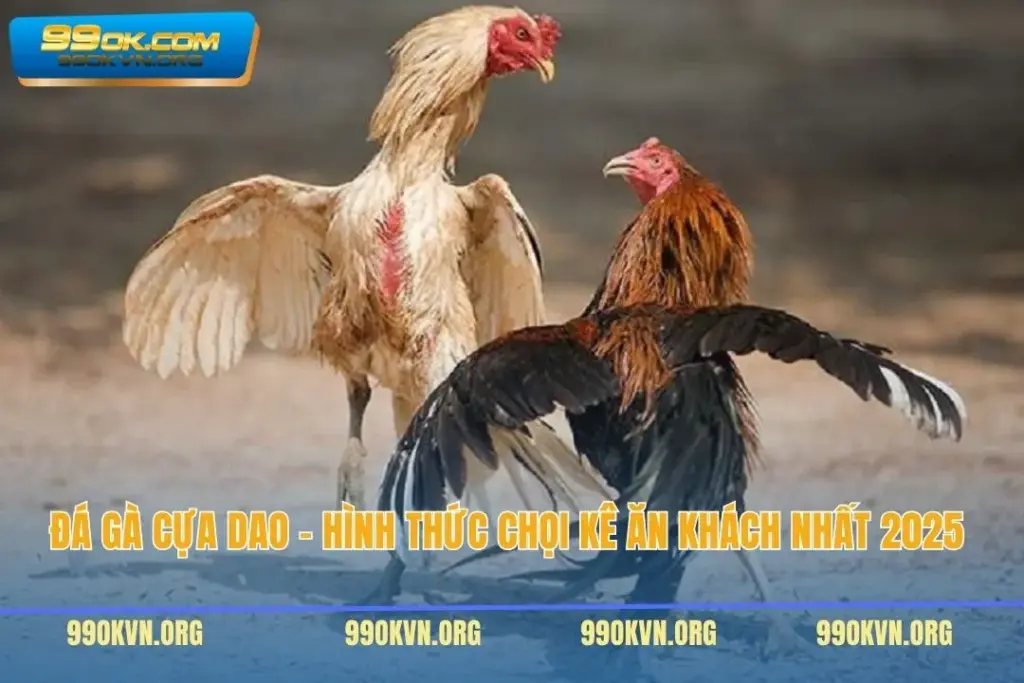 Đá Gà Cựa Dao - Hình Thức Chọi Kê Ăn Khách Nhất 2025 