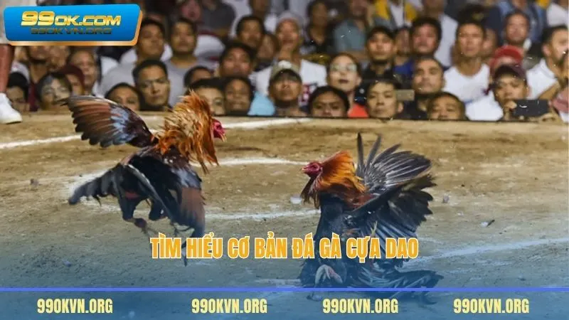 Tìm hiểu cơ bản đá gà cựa dao